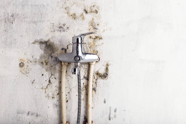 Best Basement Mold Remediation in St Marys, GA