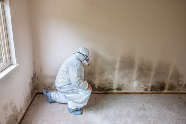 Best Commercial Mold Remediation in St Marys, GA