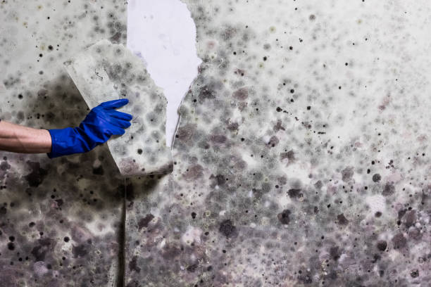 Best Attic Mold Remediation in St Marys, GA